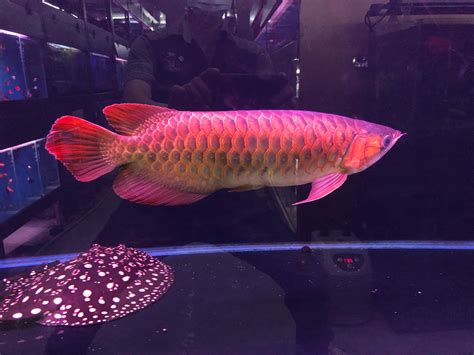 血紅龍魚價格|山水水族網購大賣場